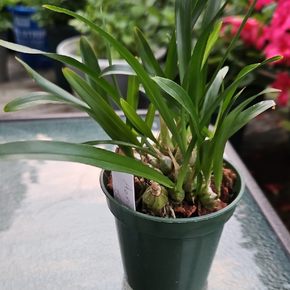 Acriopsis Javonica Orchid 🌟Healthy🌟 Real Plant